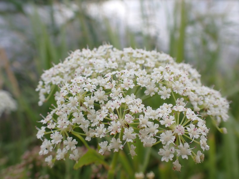 Wideleaf Waterparsnip photo 5