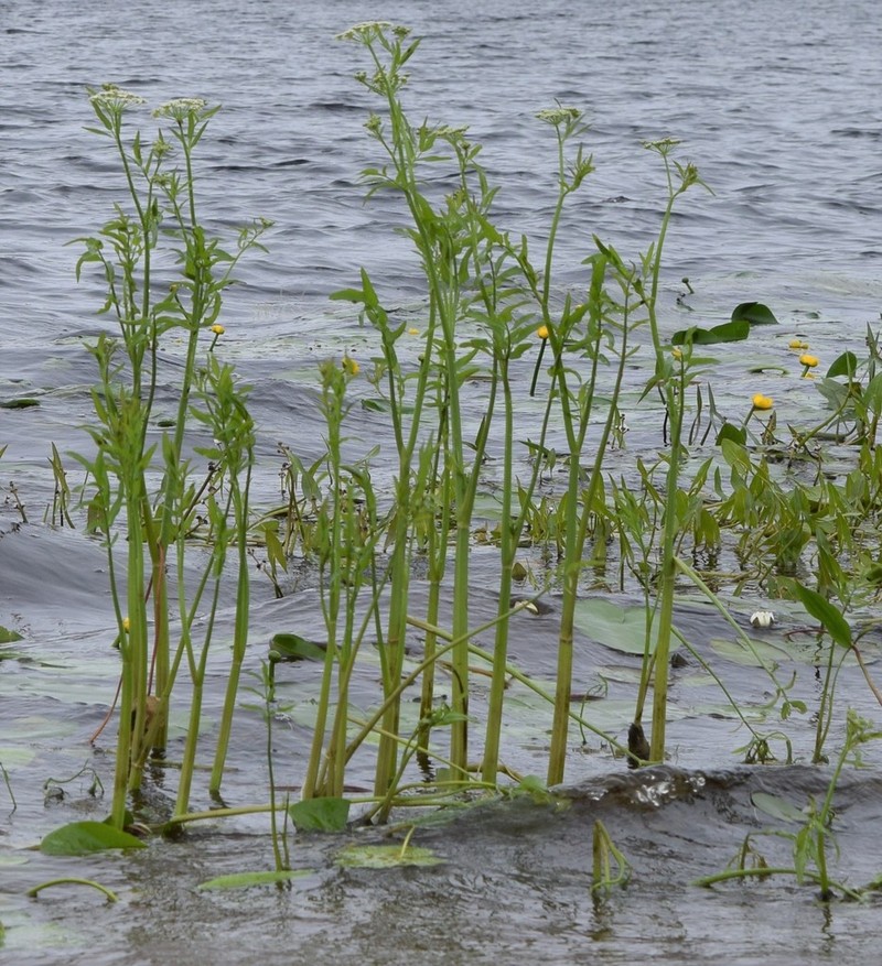 Wideleaf Waterparsnip photo 7