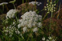 Wideleaf Waterparsnip