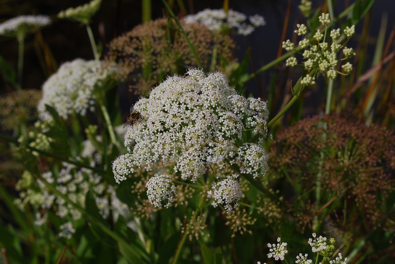 Wideleaf Waterparsnip