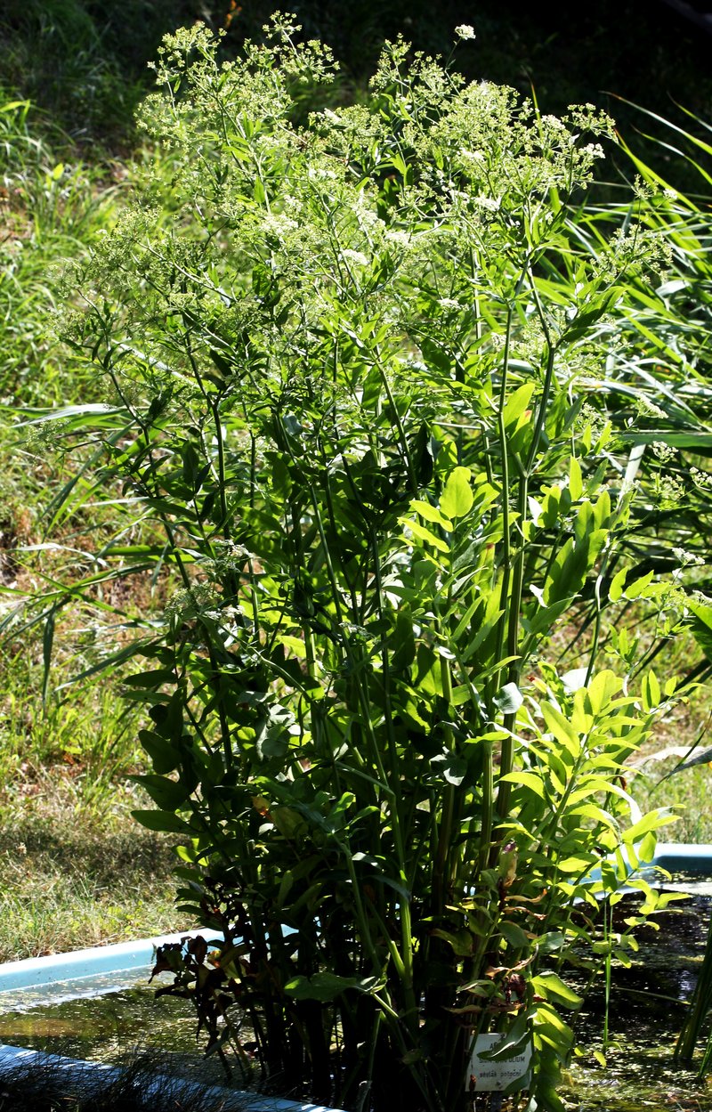 Wideleaf Waterparsnip
