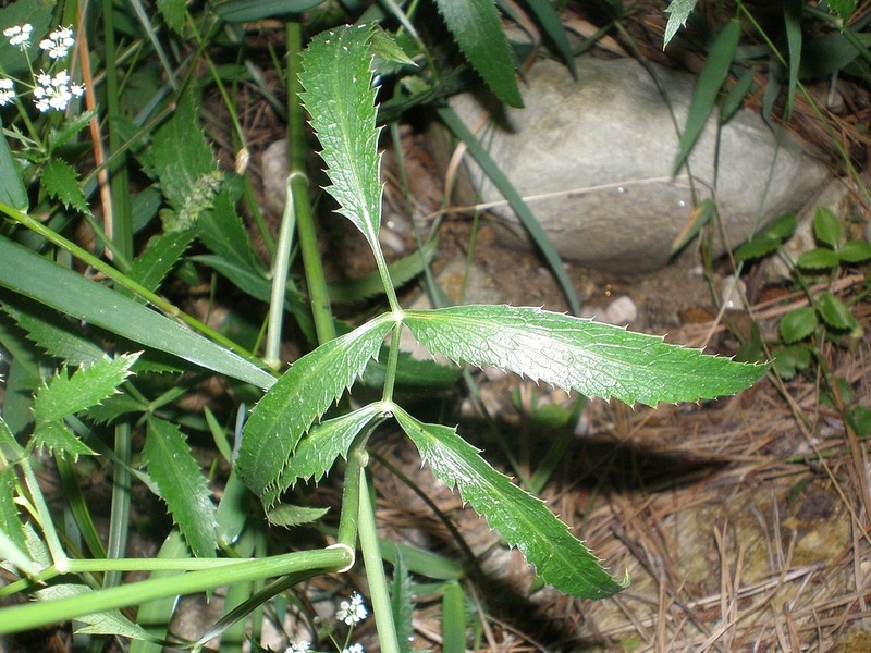 Sium ninsi