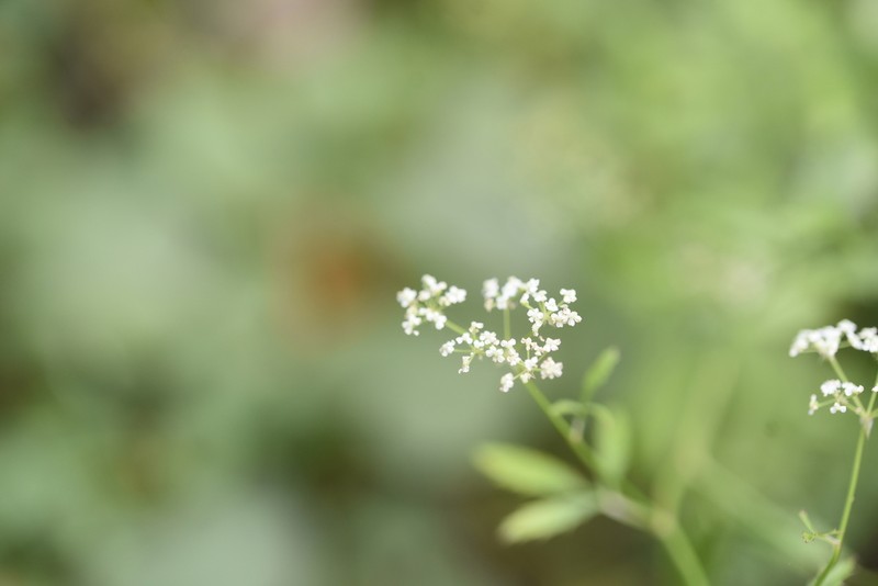 Sium ninsi photo 6
