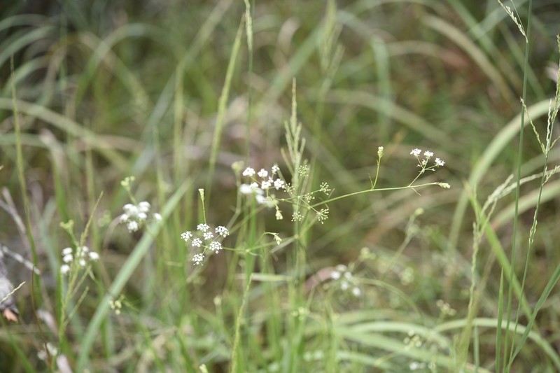 Sium ninsi photo 8