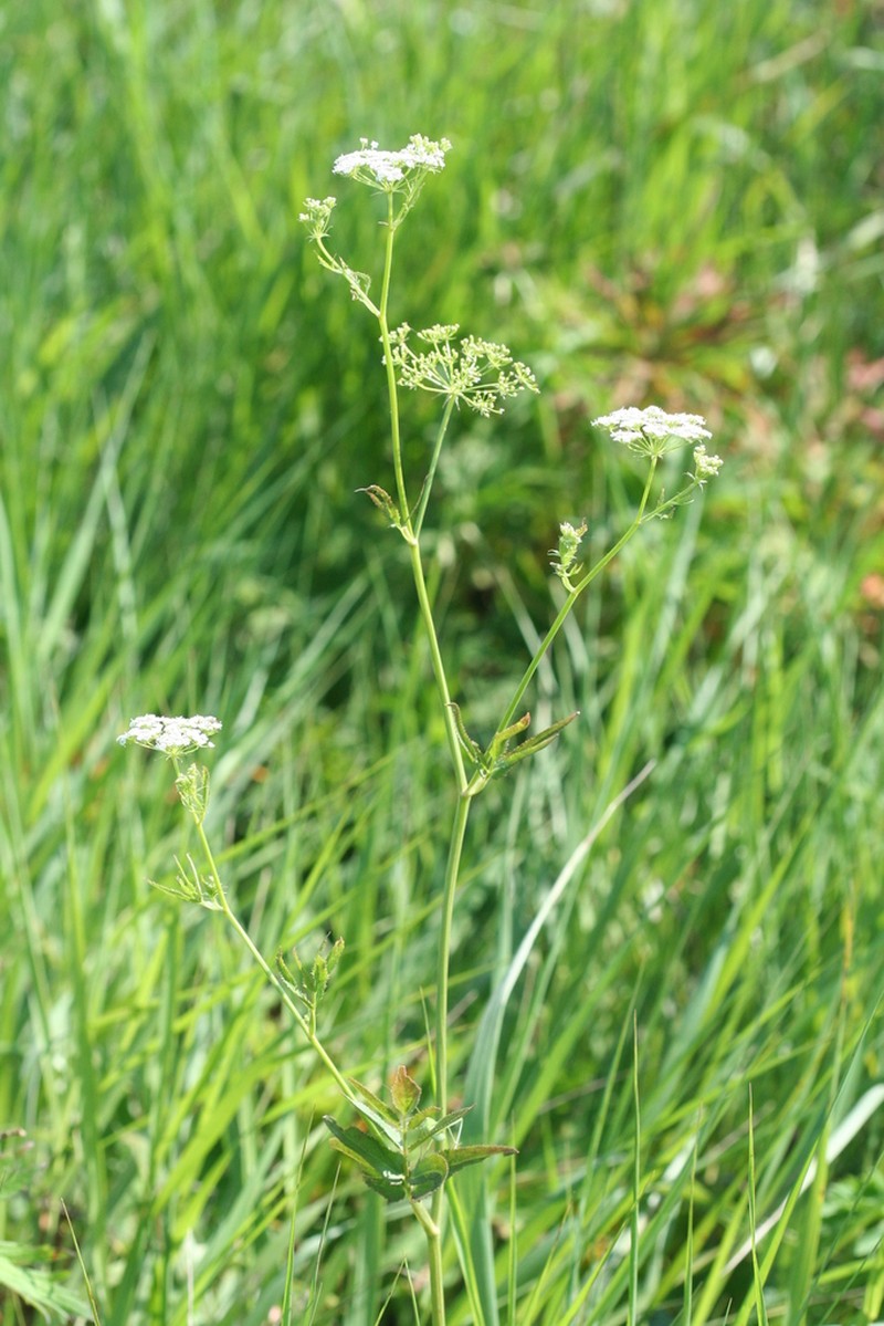 Skirret photo 2