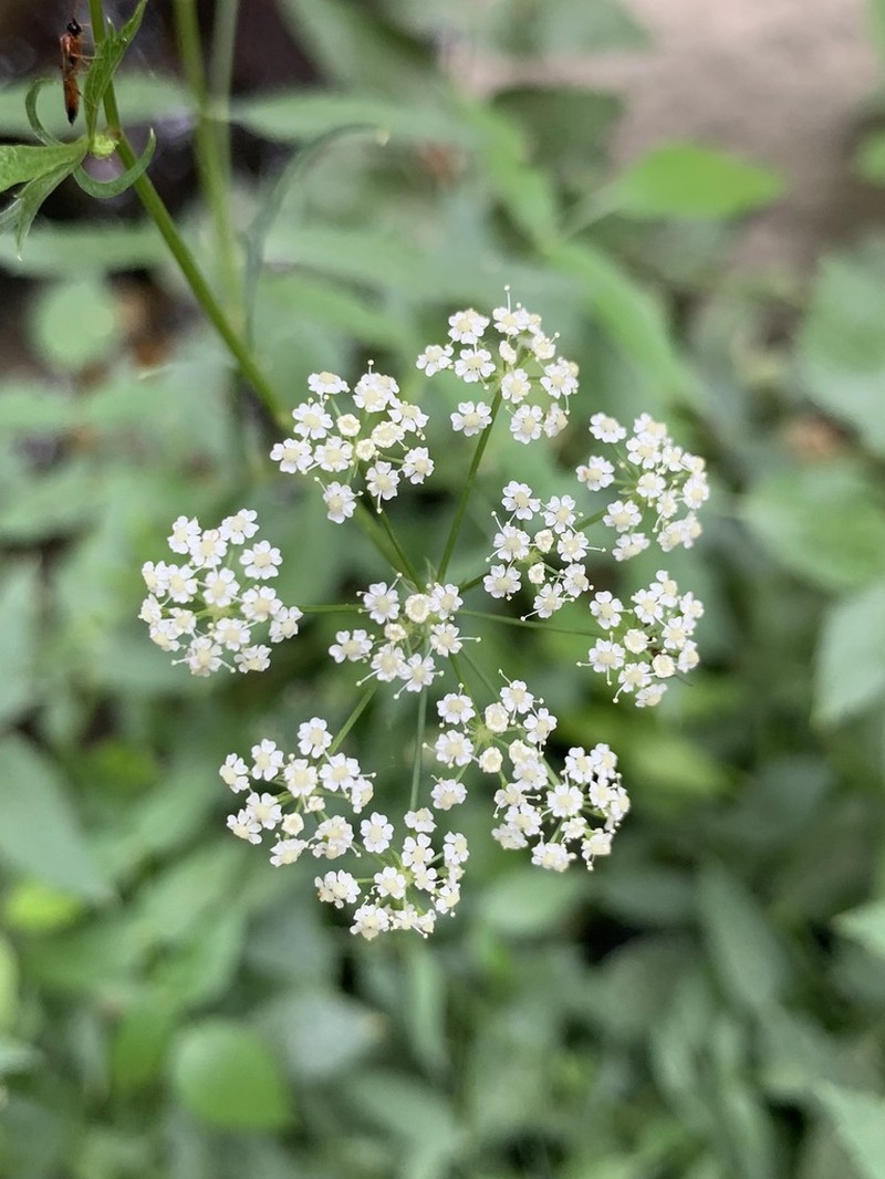 Skirret photo 3