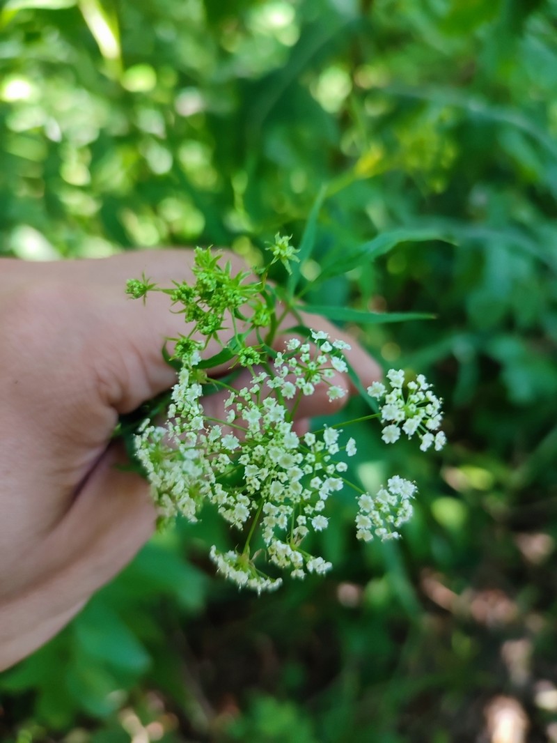 Skirret photo 4