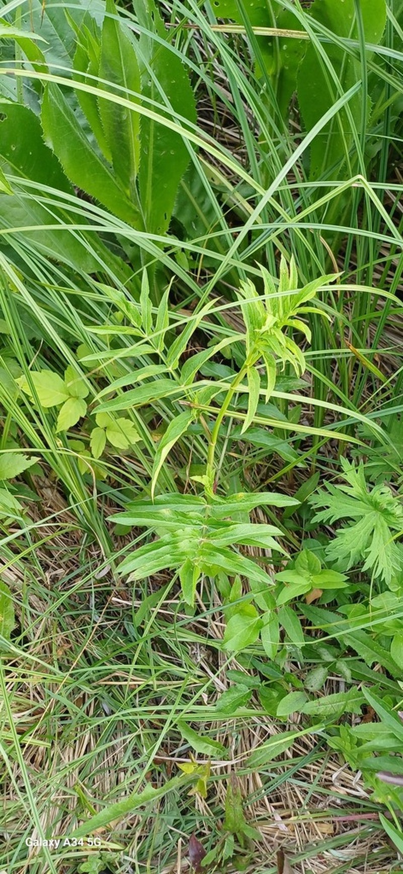 Skirret photo 6