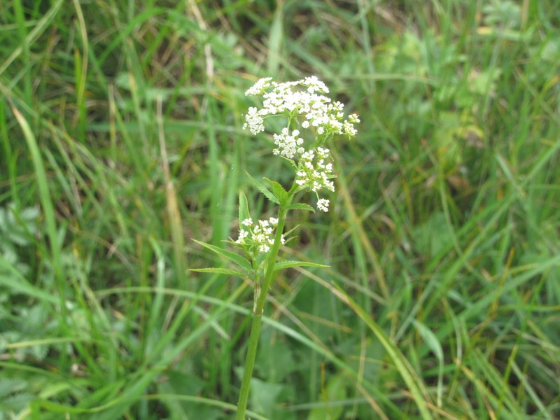 Skirret photo 7
