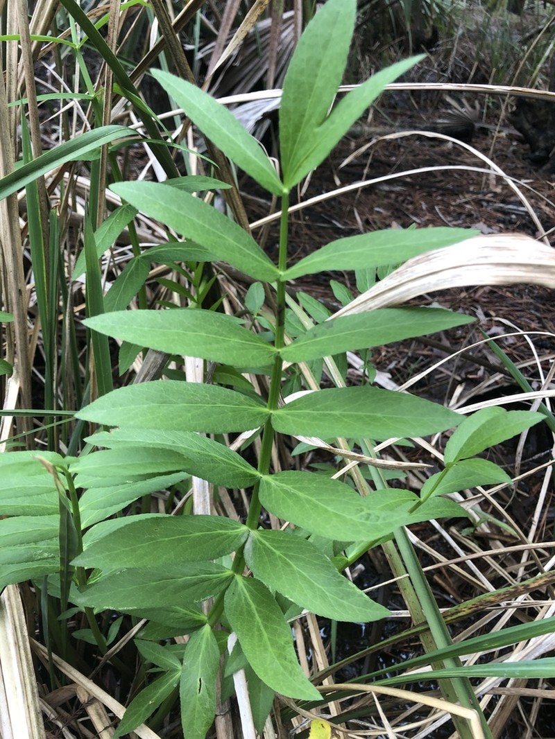 Hemlock Waterparsnip photo 3