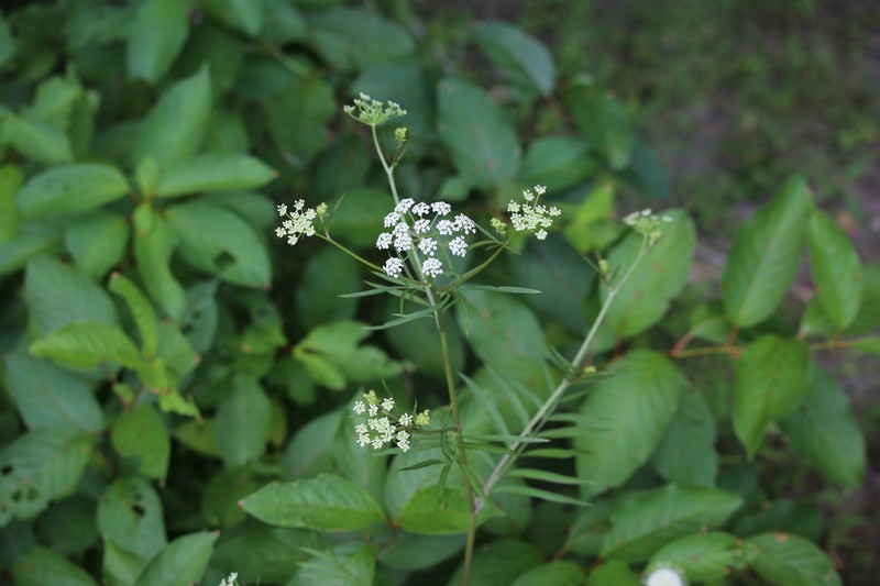 Hemlock Waterparsnip photo 5