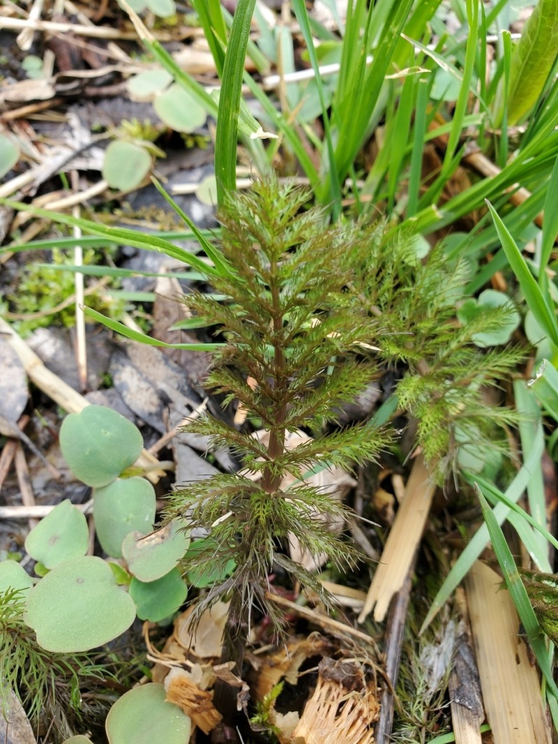 Hemlock Waterparsnip photo 6