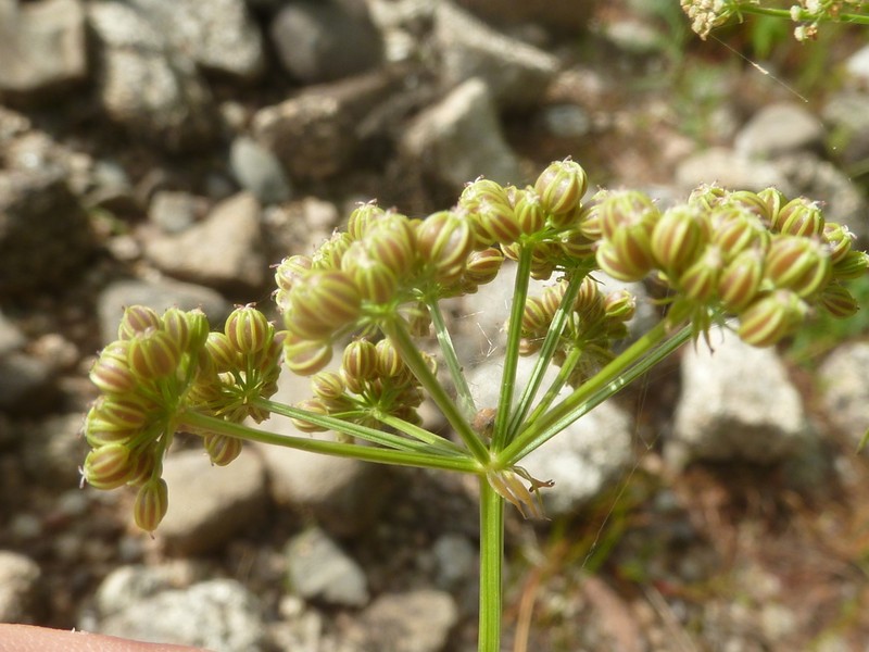 Hemlock Waterparsnip photo 7