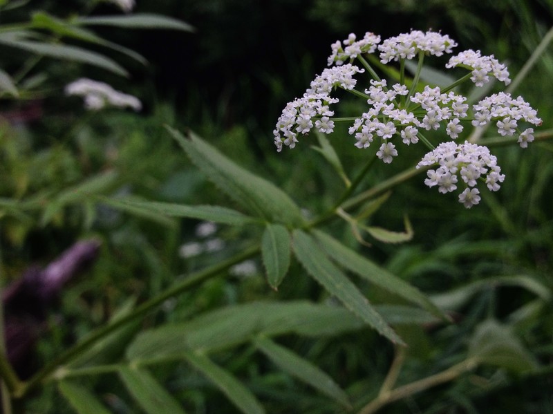 Hemlock Waterparsnip photo 4