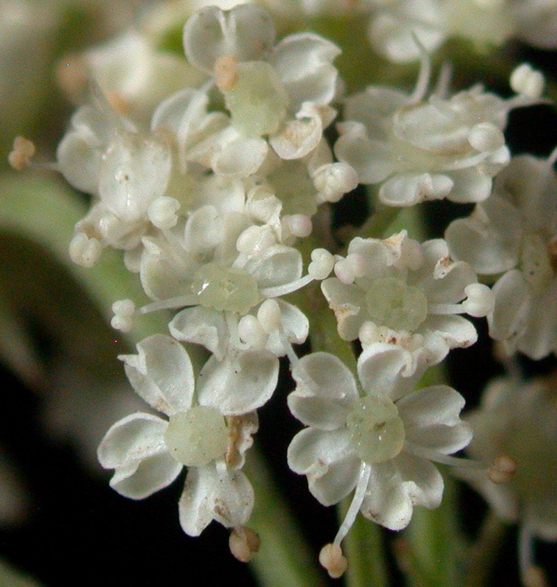 Hemlock Waterparsnip photo 5