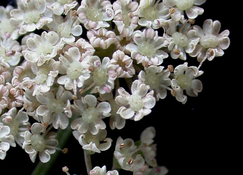 Hemlock Waterparsnip photo 6