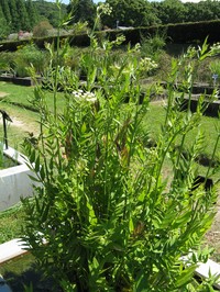 Hemlock Waterparsnip
