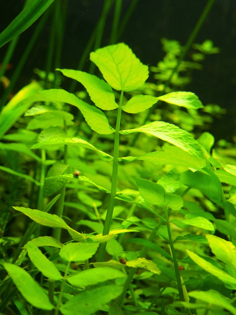Hemlock Waterparsnip photo 3