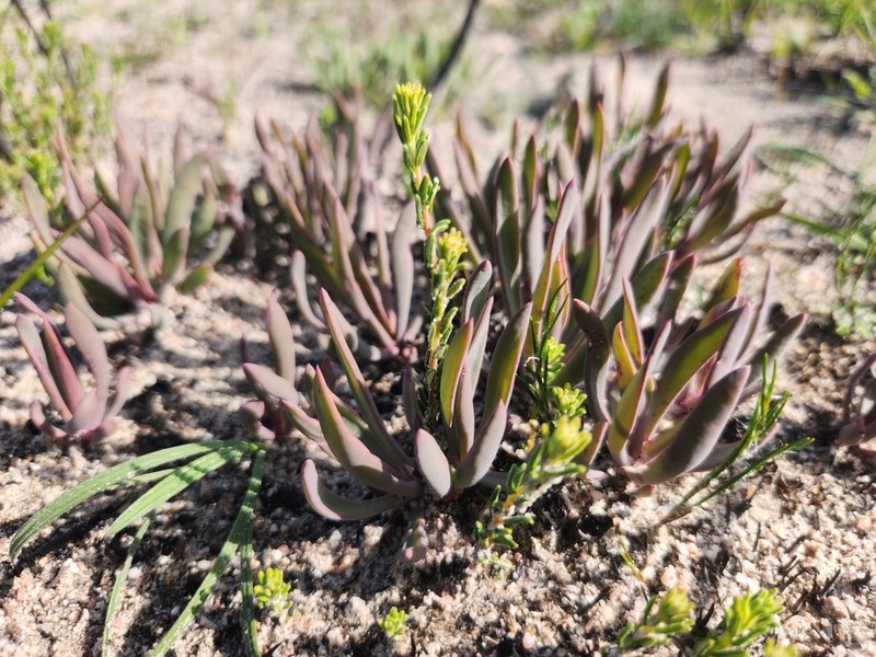 Skiatophytum flaccidifolium