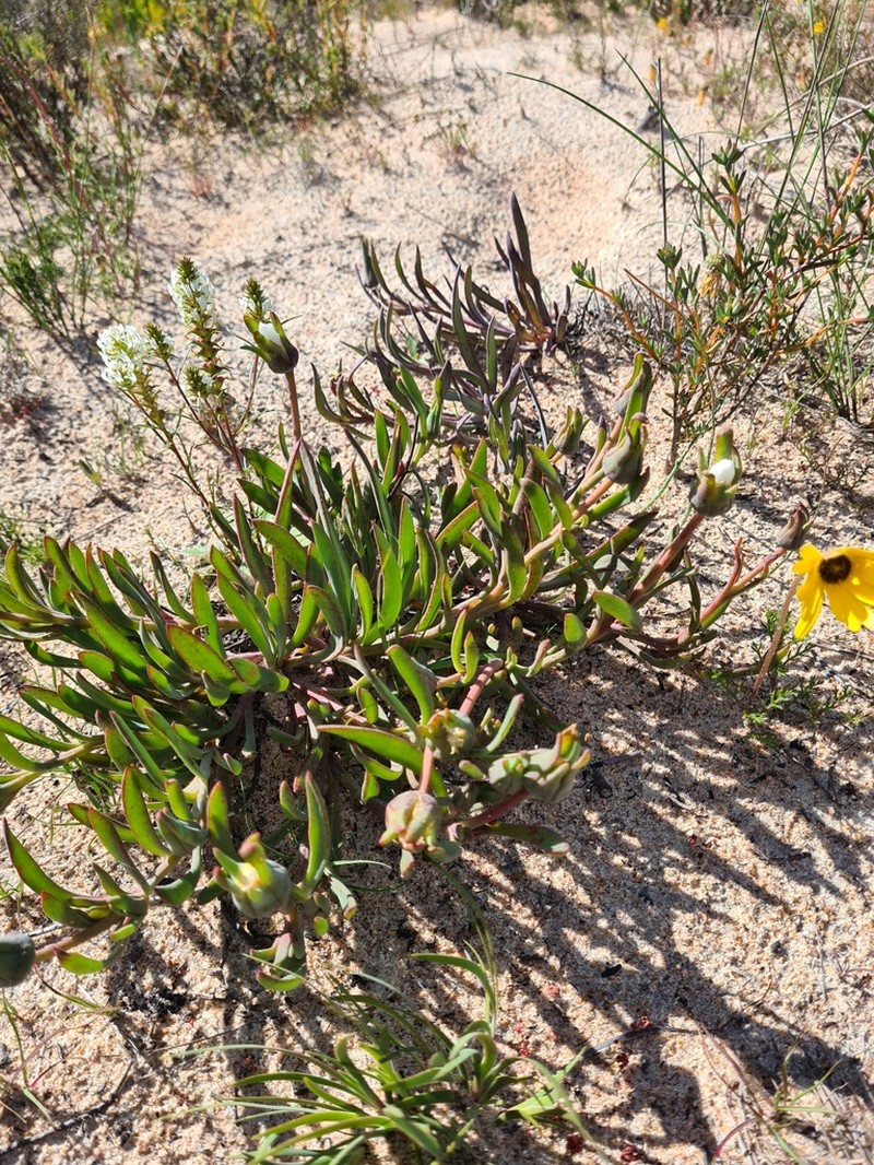 Skiatophytum flaccidifolium photo 2