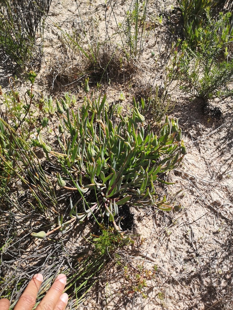 Skiatophytum flaccidifolium photo 3
