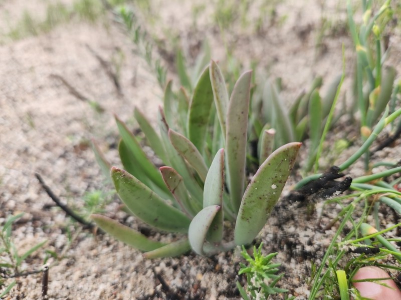 Skiatophytum flaccidifolium photo 4