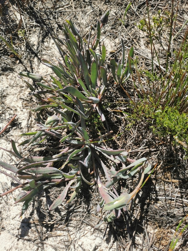 Skiatophytum flaccidifolium photo 5