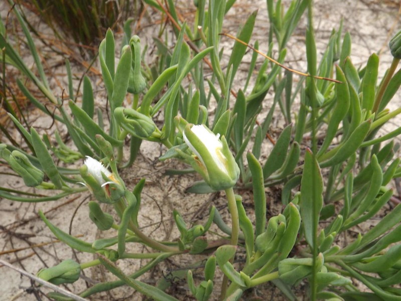 Skiatophytum flaccidifolium photo 6