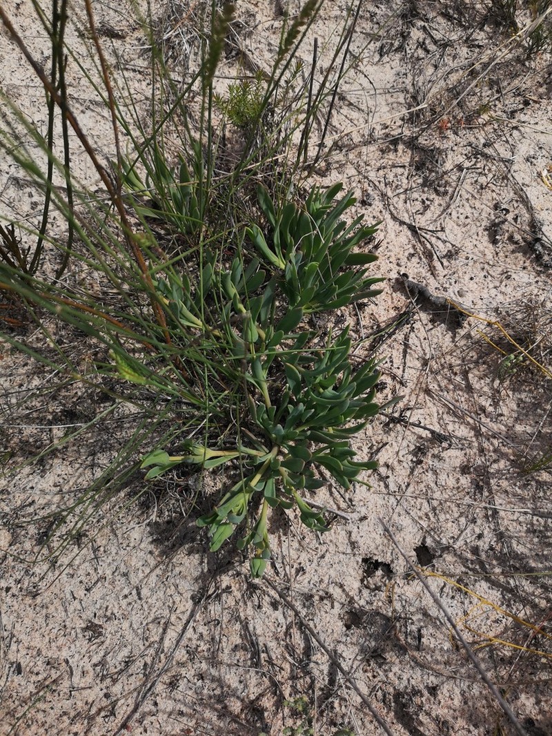 Skiatophytum flaccidifolium photo 7
