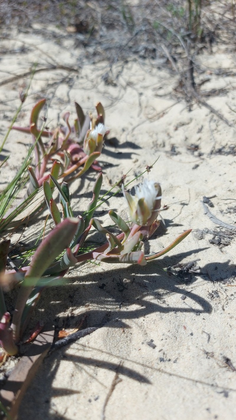 Skiatophytum flaccidifolium photo 8