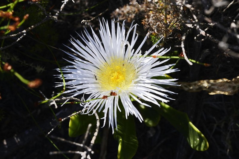 Skiatophytum skiatophytoides