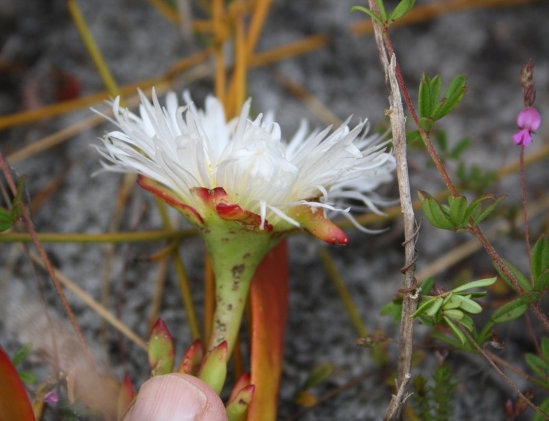 Skiatophytum skiatophytoides photo 2