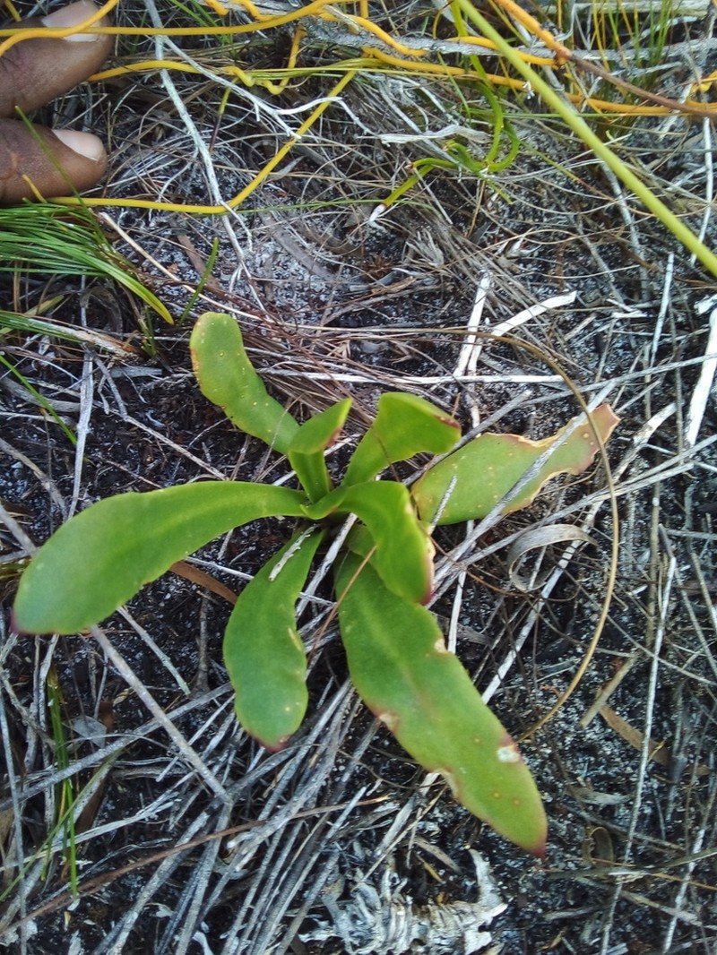 Skiatophytum skiatophytoides photo 3