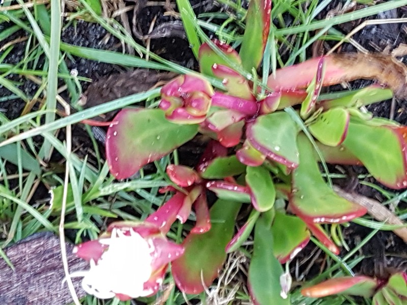 Skiatophytum skiatophytoides photo 4