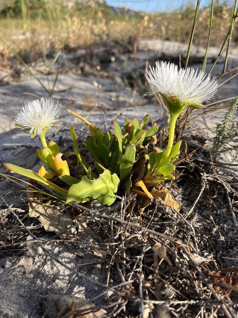 Skiatophytum skiatophytoides photo 5