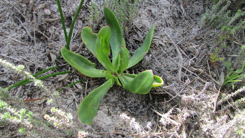Skiatophytum skiatophytoides photo 8