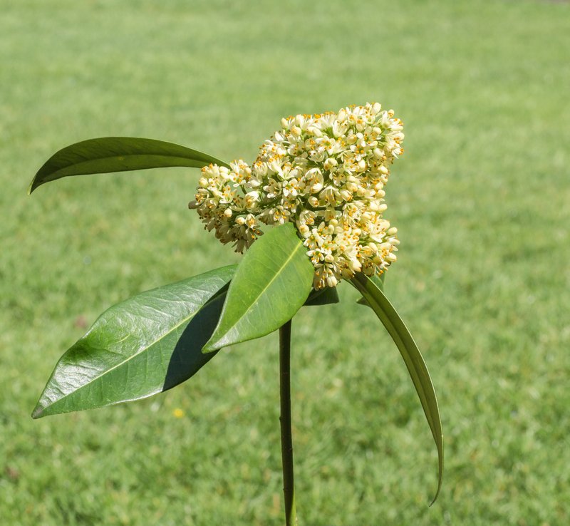 Japanese Skimmia