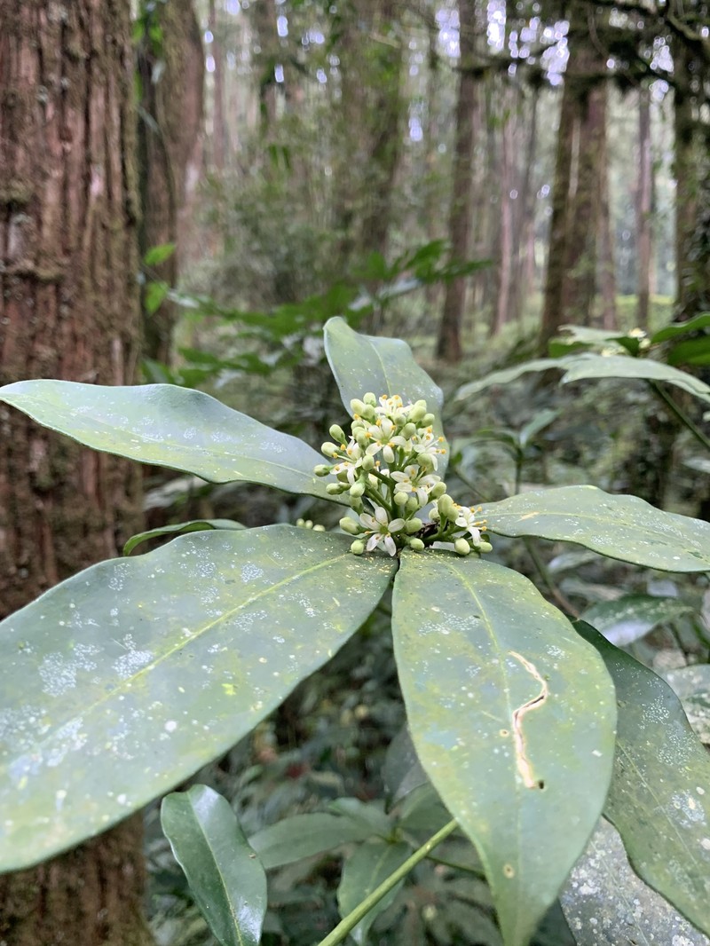 Skimmia japonica subsp. distincte-venulosa