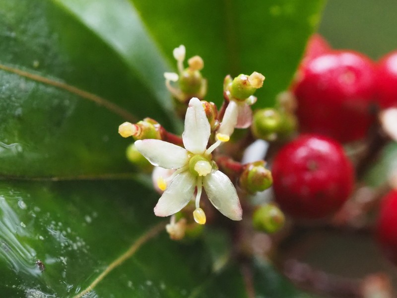 Skimmia japonica subsp. distincte-venulosa photo 2