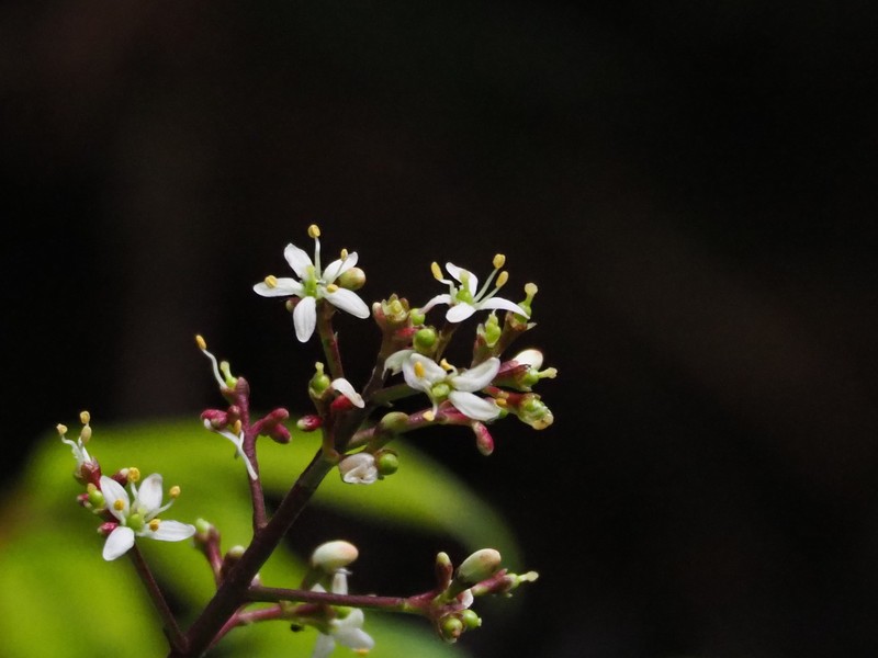 Skimmia japonica subsp. distincte-venulosa photo 3