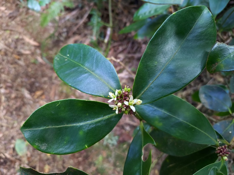 Skimmia japonica subsp. distincte-venulosa photo 4