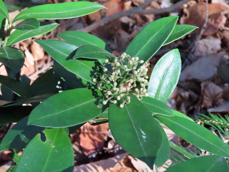 Skimmia japonica subsp. japonica