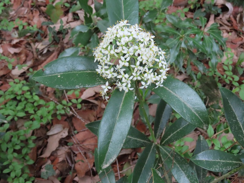 Skimmia japonica subsp. japonica photo 2