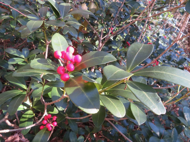 Skimmia japonica subsp. japonica photo 3