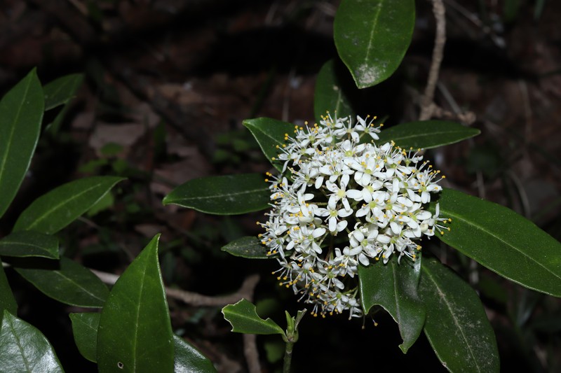 Skimmia japonica subsp. japonica photo 4