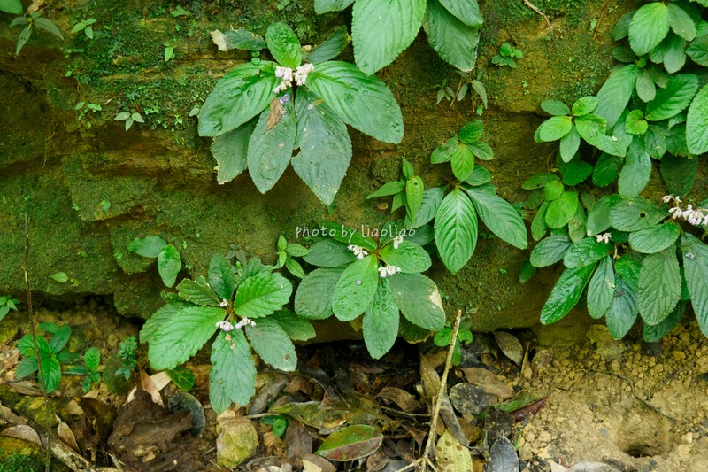 Skogea enpingensis