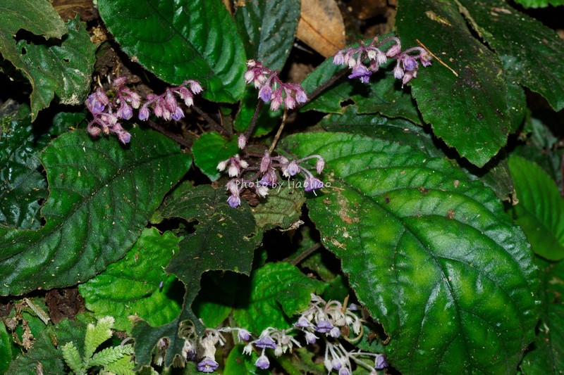 Skogea enpingensis photo 2