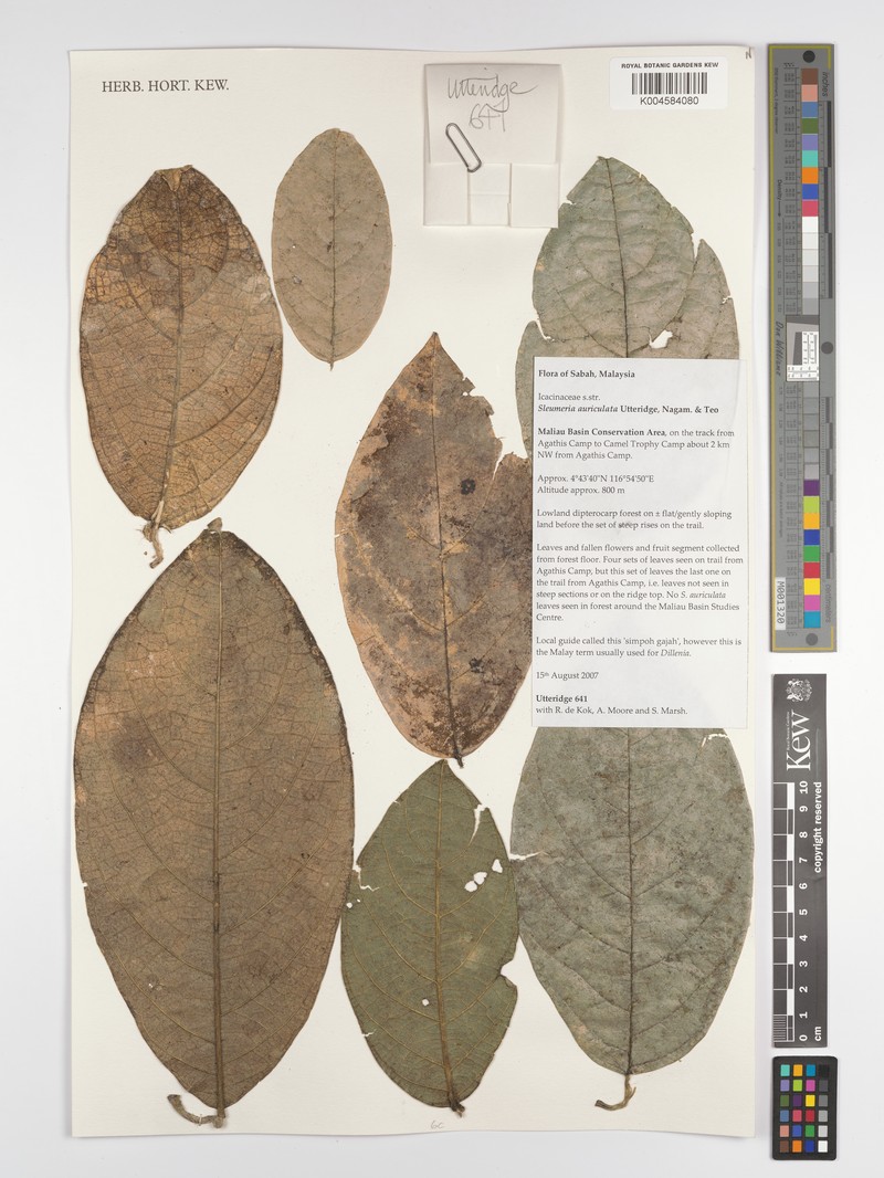 Sleumeria auriculata