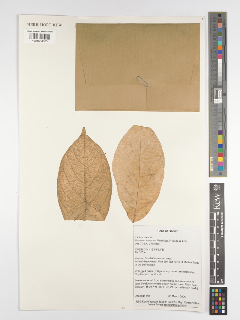 Sleumeria auriculata photo 2