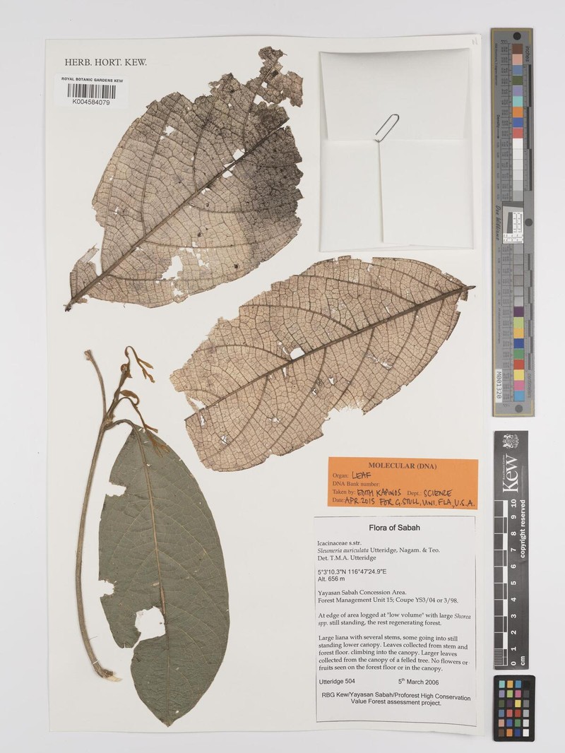 Sleumeria auriculata photo 3